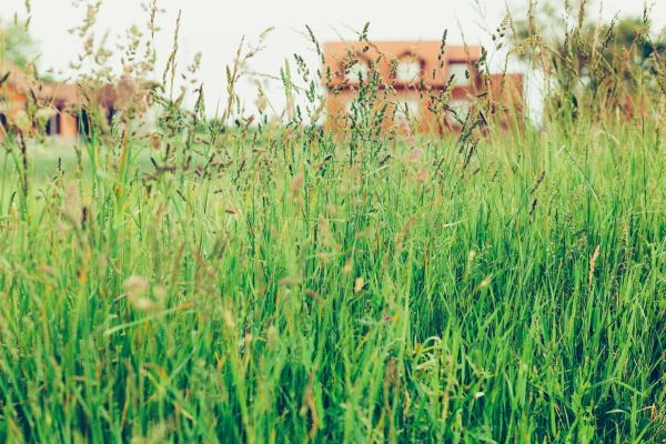 Tall Grass Cutting in Westminster