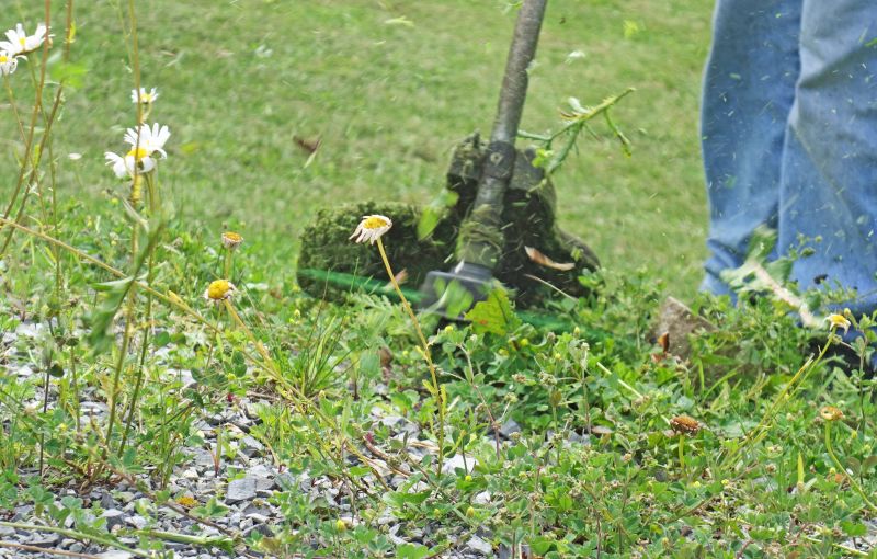 Hillside Weed Whacking